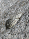 frog_small