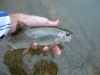rainbow-II_small