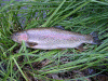rainbow_small