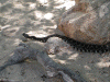 rattler_small
