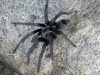 tarantula_small