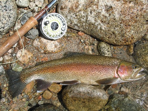 Kern River Rainbow Trout