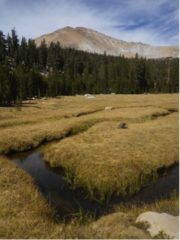 kern river rainbow Sequoia